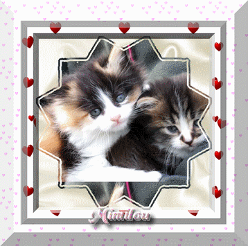 pour mon chat !!!
